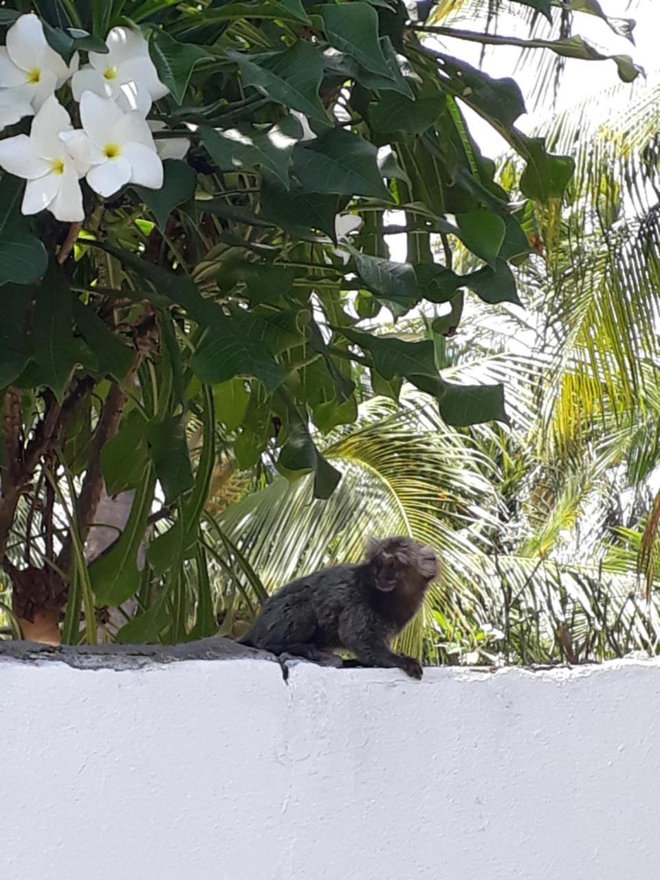Tamandaré Pousada Caribe Nordestino מראה חיצוני תמונה